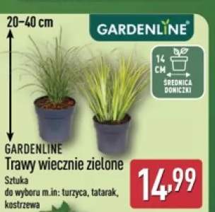 trawa dekoracyjna
